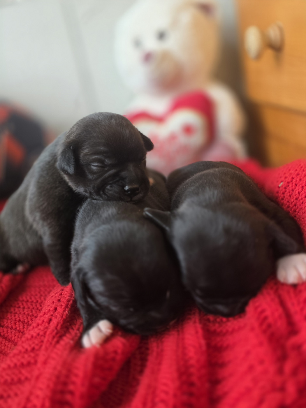 Johan Woolf - Staffordshire Bull Terrier - Portée née le 21/03/2026