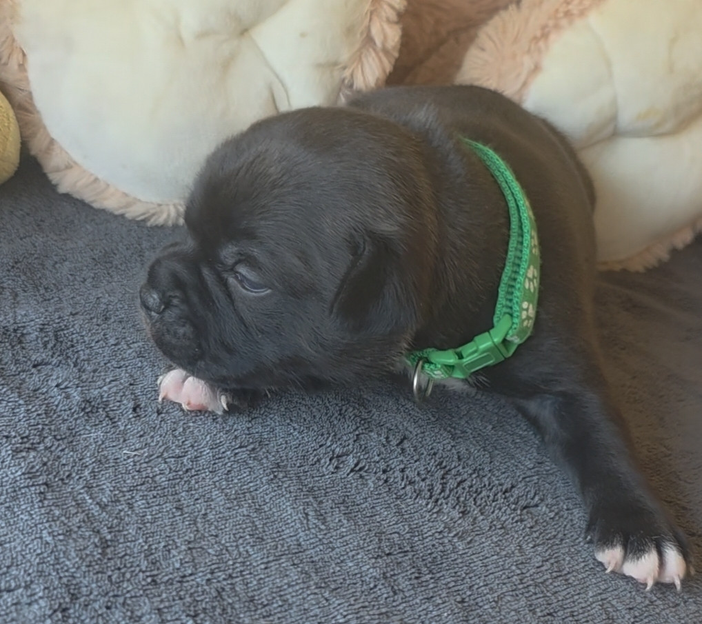 Johan Woolf - Chiots disponibles - Staffordshire Bull Terrier